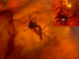 Mosquito Fly&spider Burmite Myanmar Burmese Amber Insect Fossil Dinosaur Age
