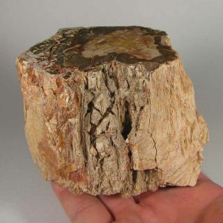 4.  2 " Polished Petrified Wood Branch Slab Fossil Standup - Madagascar - 1.  9 Lbs.