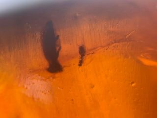 Beetle&unknown Fly Burmite Myanmar Burmese Amber Insect Fossil From Dinosaur Age