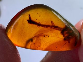 3.  72g Unique Unknown Plant Burmite Myanmar Amber Insect Fossil From Dinosaur Age
