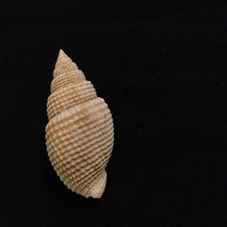 Cancellaria Conradiana 48 Mm Florida,  Usa Pliocene Fossil
