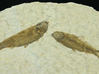 Two Small 50 Million Year Old Restored Knightia Fish Fossils Wyoming 122.  1gr E