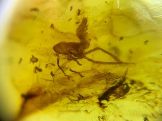 Cicada Nymph&unknown Fly Burmite Myanmar Burma Amber Insect Fossil Dinosaur Age