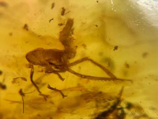 cicada nymph&unknown fly Burmite Myanmar Burma amber insect fossil dinosaur age 2
