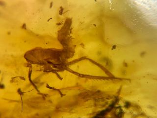 cicada nymph&unknown fly Burmite Myanmar Burma amber insect fossil dinosaur age 3