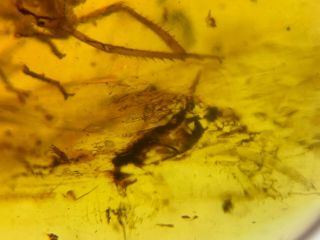 cicada nymph&unknown fly Burmite Myanmar Burma amber insect fossil dinosaur age 4