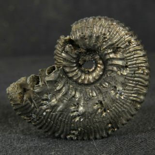 1.  1in/2.  9cm Pyritized Ammonite Kosmoceras Proniae Callovian Russian Fossil Shell
