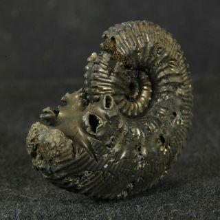 1.  1in/2.  9cm pyritized Ammonite Kosmoceras proniae Callovian Russian fossil shell 2