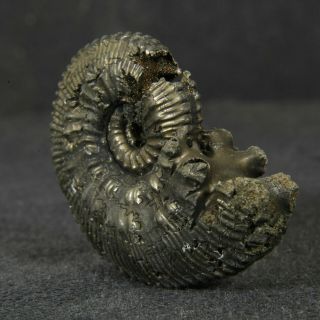 1.  1in/2.  9cm pyritized Ammonite Kosmoceras proniae Callovian Russian fossil shell 4