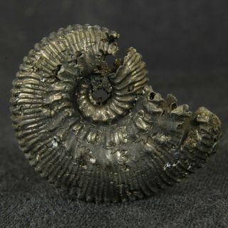 1.  1in/2.  9cm pyritized Ammonite Kosmoceras proniae Callovian Russian fossil shell 5