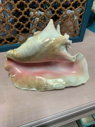 Vintage Large Queens Pink Conch Shell Horn