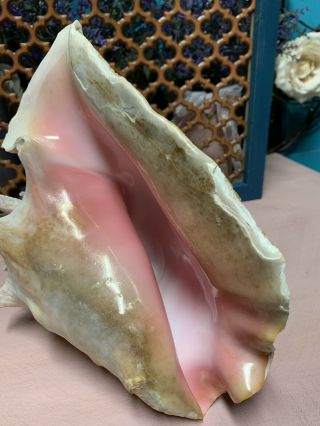 Vintage Large Queens Pink Conch Shell Horn 2