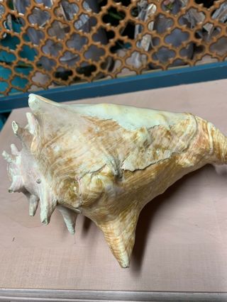 Vintage Large Queens Pink Conch Shell Horn 3