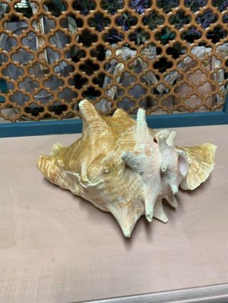 Vintage Large Queens Pink Conch Shell Horn 5