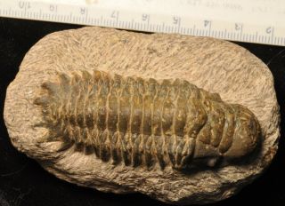 Fossil Trilobite - Crotalocephalina Gibbus From Morocco