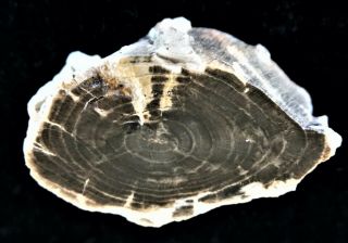 Loss Leader Opportunity Horse Canyon Ca Mesquite Polished Petrified Wood