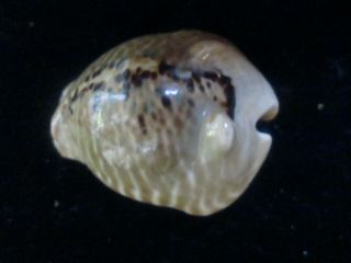 Cypraea Mus F.  Donmoorei 42 Mm Specimen With Two Humps Really Cool