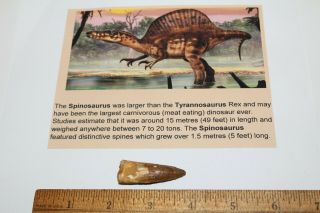 Spinosaurus Tooth 2 " Teeth Dinosaur Fossil T Rex Era Cretaceous Pn20