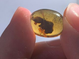 0.  97g Strange Unknown Items Burmite Myanmar Amber Insect Fossil Dinosaur Age