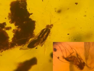 Strange Bug&mosquito Fly Burmite Myanmar Burma Amber Insect Fossil Dinosaur Age