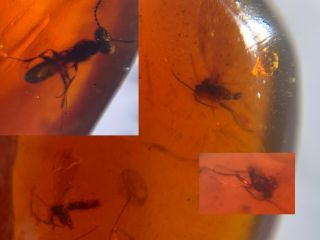 3 Mosquito Fly&unique Wasp Bee Burmite Myanmar Amber Insect Fossil Dinosaur Age