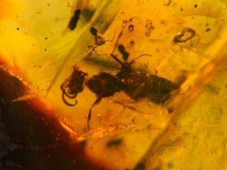 Uncommon Wasp Bee&plant Burmite Myanmar Burmese Amber Insect Fossil Dinosaur Age