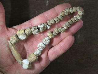 14 Inch Strand Mississippian Marine Shell Beads Eastern Tennessee Area X Beutell