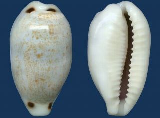 Shell Cypraea Quadrimaculata Thieli Seashell