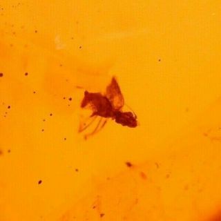 Psocopteran With 2 Flies In Authentic Dominican Amber Fossil Gemstone