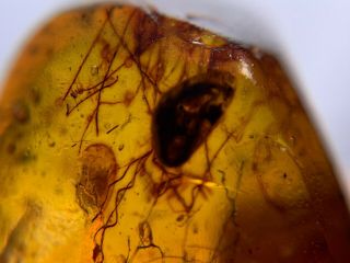 Unknown Plant&bug Wings Burmite Myanmar Burmese Amber Insect Fossil Dinosaur Age