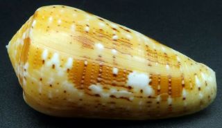 Conus Floccatus Magdalenae Gem -,  45.  9 Mm Philippines Seashell