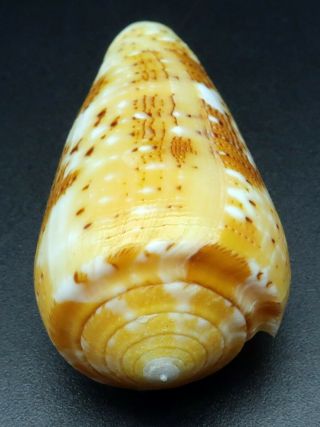 Conus floccatus magdalenae GEM -,  45.  9 mm Philippines seashell 2