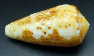 Conus floccatus magdalenae GEM -,  45.  9 mm Philippines seashell 3