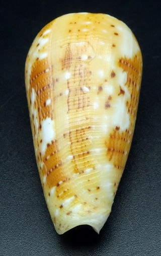 Conus floccatus magdalenae GEM -,  45.  9 mm Philippines seashell 4