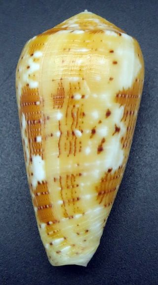 Conus floccatus magdalenae GEM -,  45.  9 mm Philippines seashell 5