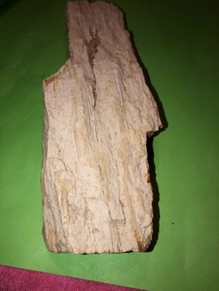 Texas Petrified Wood 9”1/2” 3”1/4” 1”5/8”
