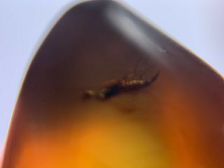 8 unique small flies Burmite Myanmar Burmese Amber insect fossil dinosaur age 3