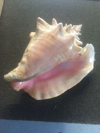 Large Vintage Pink Queen Conch Shell - Beach Sea Ocean Decor 8”
