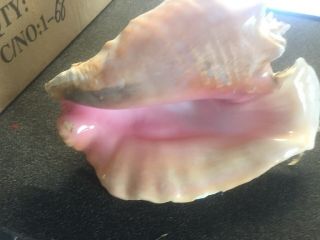 Large Vintage Pink Queen Conch Shell - Beach Sea Ocean Decor 8” 2