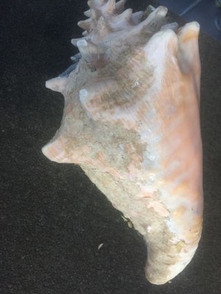 Large Vintage Pink Queen Conch Shell - Beach Sea Ocean Decor 8” 4