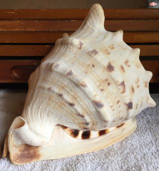 Large 7” Helmet Conch Seashell