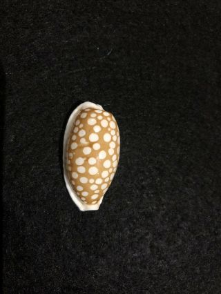 Cypraea Cribraria Extra Large Cowrie Sea Shell
