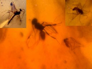 Wasp&3 Mosquito Flies Burmite Myanmar Burmese Amber Insect Fossil Dinosaur Age