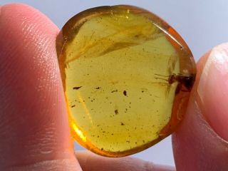 2.  44g Unknown Bug Burmite Myanmar Burmese Amber Insect Fossil From Dinosaur Age