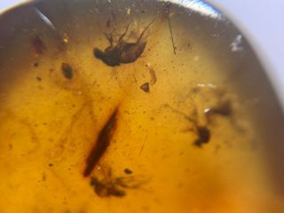 3 Unique Diptera Flies Burmite Myanmar Burmese Amber Insect Fossil Dinosaur Age