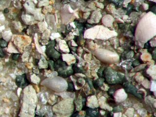 Eocene Foraminifera Ostracod Microfossil Matrix Sample Gosport Sand,  Alabama