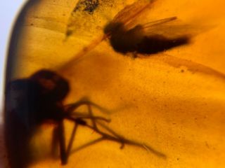 2 Big Diptera Flies Burmite Myanmar Burmese Amber Insect Fossil Dinosaur Age