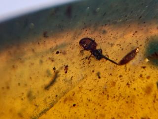 Unknown Beetle&bug Leg Burmite Myanmar Burmese Amber Insect Fossil Dinosaur Age