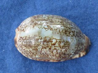Cowrie Shell Cypraea Arabica Linne 1758 Philippines 43mm