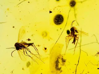 S1 - Two Diptera In Fossil Burmite Insect Amber Cretaceous Dinosaur Age